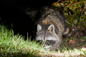 Raccoon, Procyon lotor, night Raccoon, Procyon lotor, night